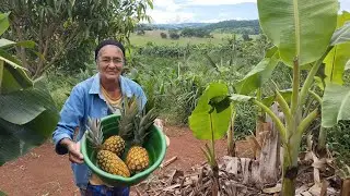 Dia de colheita de abacaxi