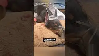 Почему у доберманов купируют уши и хвосты? 🐾✂️ #факты