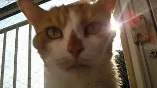 Sad Animal Video (This Will Make You Cry)