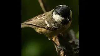 Gundry's Guides #4 - The Tits