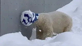 20260108:今日の円山動物園