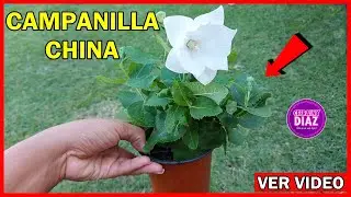 CAMPANILLA CHINA LA PLANTA QUE DEJARA TU JARDÍN CODICIABLE -  LOGRA SU FLORACIÓN CON ESTOS CUIDADOS.