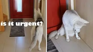Dog Follows Me to the Bathroom!