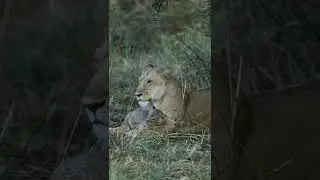Simba love with mom#Simba#baby#love#$hort#video