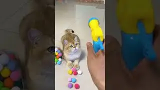 Cat vs Dodge ball #cat #ball #shorts #ytshorts