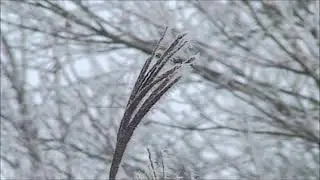 Das filigrane Chinaschilf im Winter