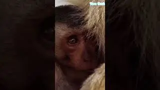 14 January 2026cutemonkey #smallmonkey #BBmonkey #Angkor Wat monkeys#indonesia #thailand #happytrip