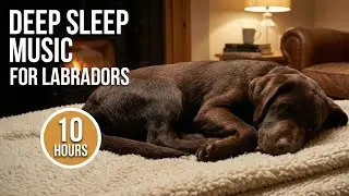 Relaxing Music for Labrador Retrievers 🦮 Calm Hyperactive Energy, Anxiety & Aid Digestion (10 Hours)