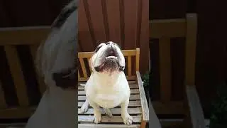 Aussie bulldogs