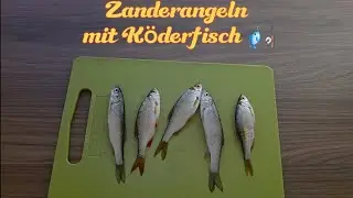 Zanderangeln mit K&ouml;derfisch 🎣-am kleinen Fluss!#zander #angeln #k&ouml;derfisch 