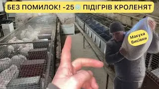 ОБІГРІВ КРОЛЯТНИКА ТАКИХ МОРОЗІВ ДАВНО НЕ БУЛО -25❄️! ЗНОВУ РОСТУТЬ ЦІНИ НА КОРМА КРОЛІ В ШОЦІ!?