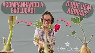 O PRIMEIRO ENXERTO DE 2024! VOCÊ CONHECE ESSA TÉCNICA!?
