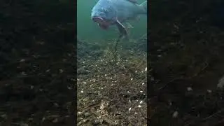Big Carp Checking Out the Underwater Camera 👀 #carpy #underwaterfishing #carp #carpfishing