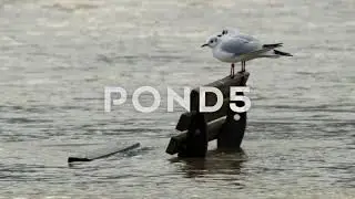 High Water - Climate Change - Global Warming - 4k Stock Footage