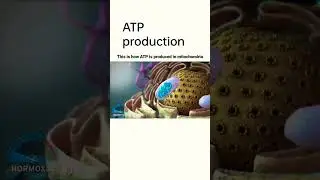 atp production in mitochondria