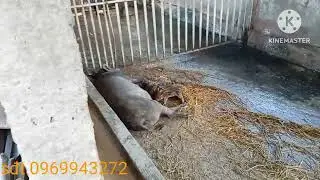 mời cô chú xem tham khảo mô hình nuôi heo rừng lai nhốt chuồn sinh sản nhà e