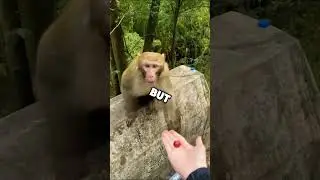 Girl gets attacked by a monkey 😱