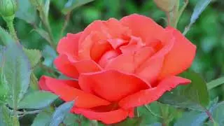 no copyright video of flower blooming |Rose Blooming time Lapse |copyright free videos of nature