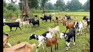 ଛେଳି ଫାର୍ମ / goat farming