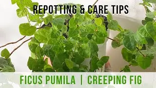 Ficus Pumila (Creeping Fig): Repotting and Indoor Care Tips