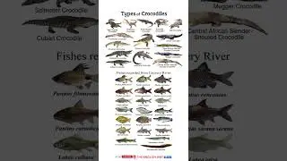 Types of crocodiles #viral #shorts #english