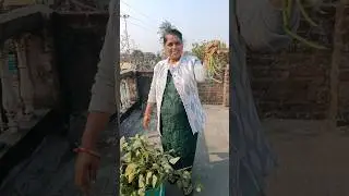 Long beans (Barbati)ki harvesting #gardening  #garden #organic #longbeans #harvesting #shorts