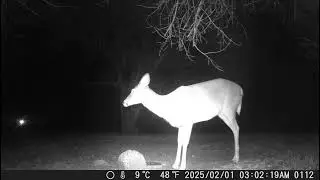 One pretty deer eating from the food block all alone in the night trailcamera 20250214