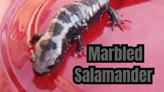 Marbled Salamander 3/1/25