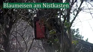 Blaumeisen am Nistkasten