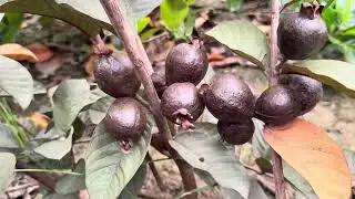 Thai Black Guava Farming&rdquo; In India And Available Plants And New Guava Variety Contact Mob 7477594121