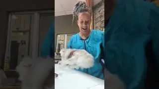 Grooming a 17 year old Maltese 