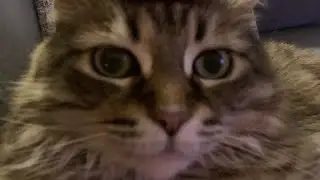 Why does this bring me so much joy :D cats 