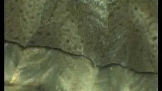 freeze drying 10% succrose solution on a microscope