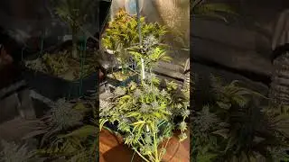 Gorilla Ghost - BSF Seeds cosecha 👨🏽&zwj;🌾