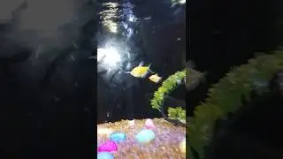 Fish 🐠||Colorful fish||       #beautiful #tank #fish #mashallah #trending #ytshorts #afvlogs
