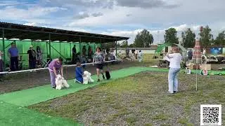 Подольск 23 июня 24, моно Пудель клуб Русь, судья Филатова Алла Евгеньевна (Бэсты, часть 2)