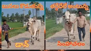 DON - SIMHACHALAM || RK BULLS ||