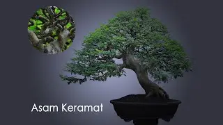 ASAM KERAMAT || 100JT ++