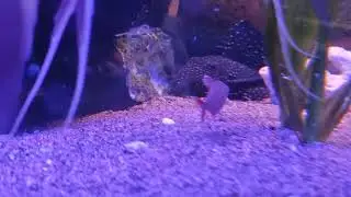 En liten skymt av L240 Galaxias Vampire pleco, Altumscalarerna vill givetvis vara med i mellan.☺️