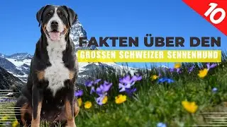Gro&szlig;er Schweizer Sennenhund 🐶 Die 10 wichtigsten Fakten