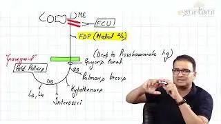65. Ulnar nerve