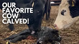 The favorite cow is calving! | Day in the life of a 27 year old farmer