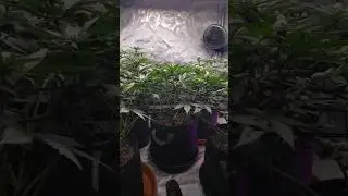 Granny Candy 🍬 Week 8 nutrient feeding crackn on Beastie blooms, Bembe and Bud candy #seaweedsnacks