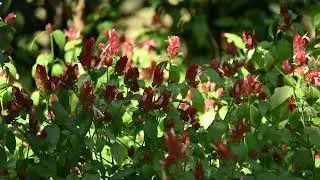 Justicia #brandegeeana# the #Mexican# shrimp# plant# shrimp# plant# or# false# hop# is #an