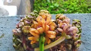 Mistrious Floor #youtubeshorts #flower #foryoupage #vegetable #shortvideo 