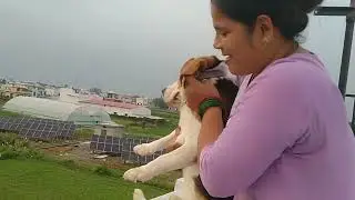 How to give proper grooming to your Beagle Dog🧿🙏