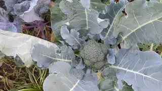 Winter greens veggie bed - Broccoli - January 7, 2026