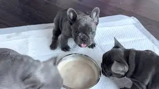 5 WEEKS OLD FRENCH BULL DOG PUPPIES RUN TO GO EAT FOOD 🐾
