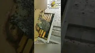 مهندس ابو انس النجار والحديث عن تجنب زواج الأقارب في ملكات النحل ونصائح للنحالين للموسم