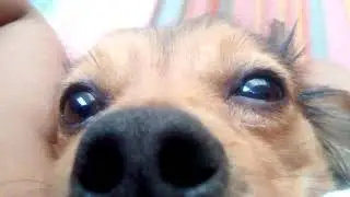 Perritas dormilonas